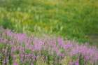 USA-Colorado-Gunnison National Forest Fireweeds in mountain meadow Art Print
